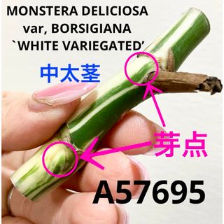 A57695／斑入りモンステラ ホワイトタイガー 茎(その他)