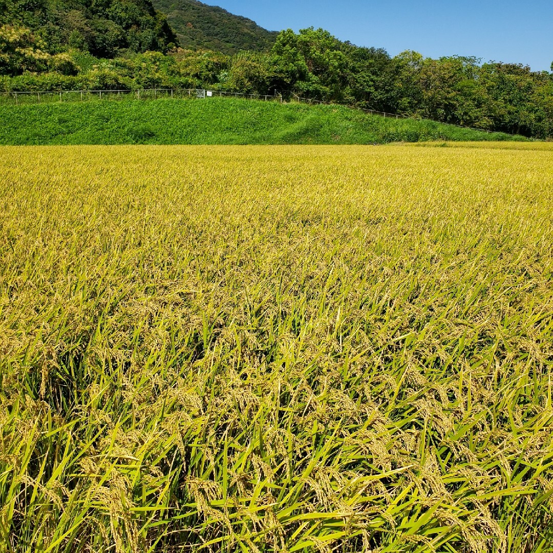 令和5年新米】兵庫県淡路島産キヌヒカリ5キロ(低農薬白米)農家直送の