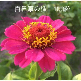 百日草ジニアの種　100粒(その他)