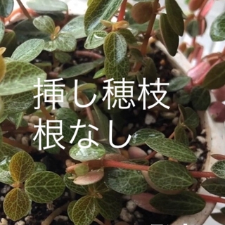 (ᵔᴥᵔ)♡発根苗♡ペペロミア　ルベラ　観葉植物(その他)