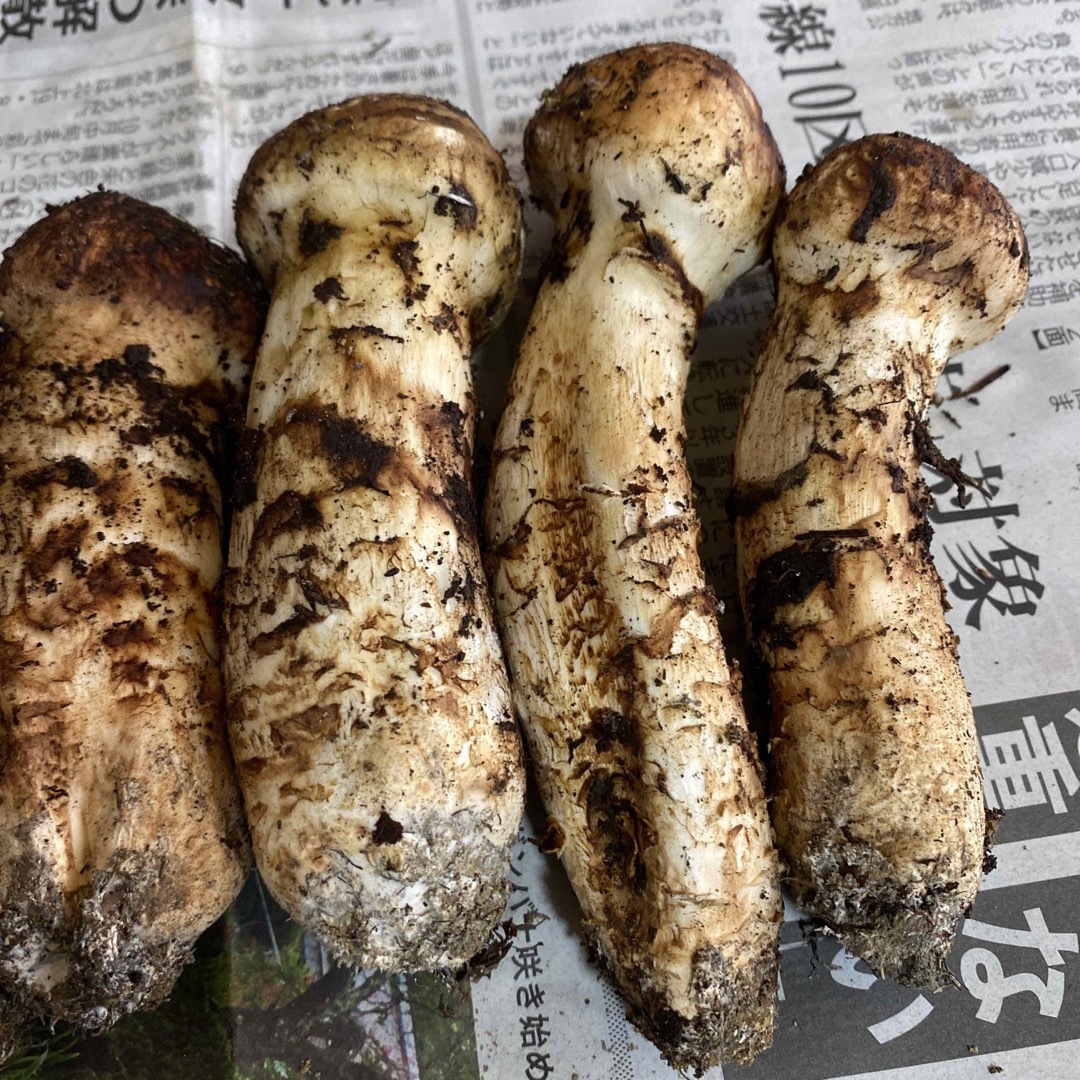 岩手県産、松茸!の通販 by yu's SHOP|ラクマ