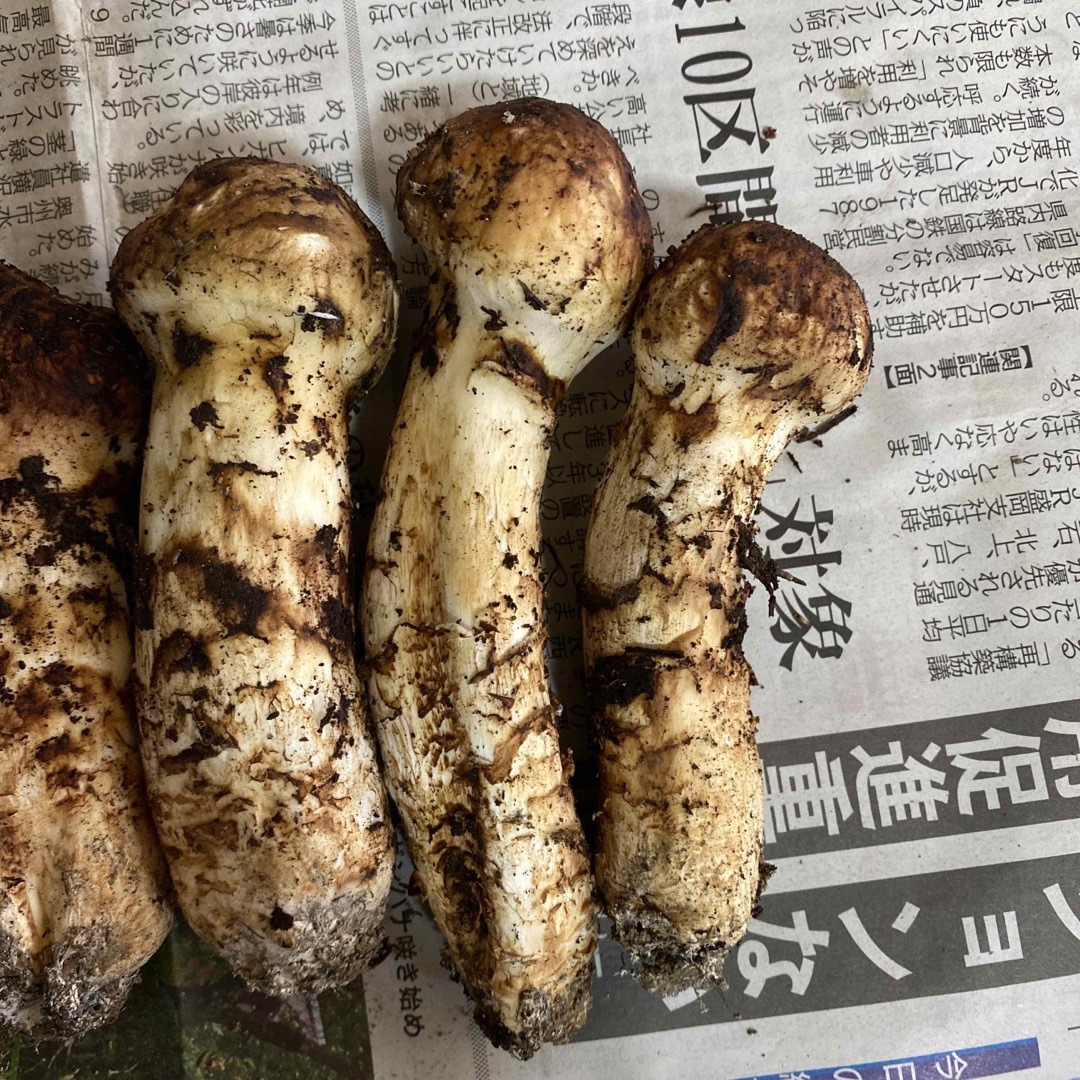 岩手県産、松茸!の通販 by yu's SHOP|ラクマ