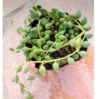 🌿グリーンネックレス🌵多肉植物(プランター)