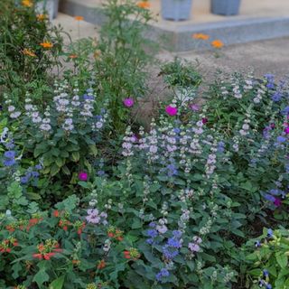 ダンギク　段菊　花苗　根付き　抜き苗　２苗（紫・ピンク）ふんわり可愛いお花(プランター)