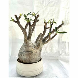 ①多肉植物 セダム ☆気まぐれな レモンライム☆ 抜き苗 大好き ①多肉植物 セダム ☆気まぐれな レモンライム☆ 抜き苗 大好き