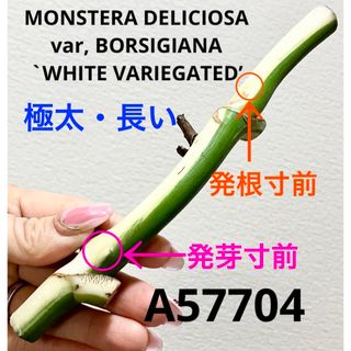 A57704／斑入りモンステラ ホワイトタイガー 茎(その他)