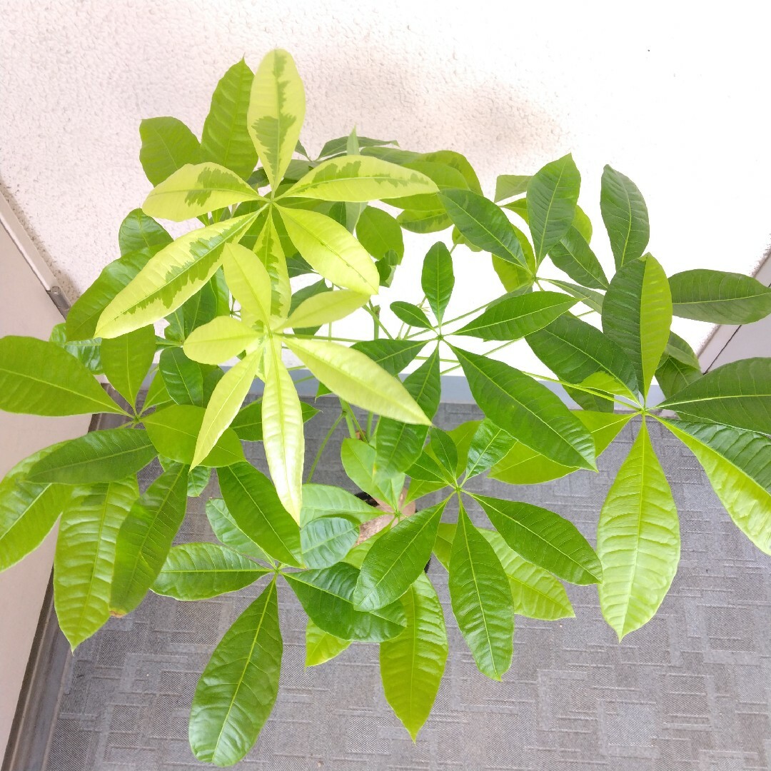 希少品種‼️①パキラムーンライト！斑入り‼️観葉植物！高さ95◎！接木