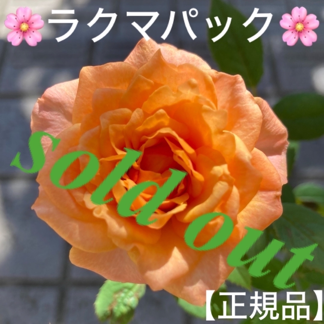 ????sold out????《ミニバラ苗　アロハ コルダーナ　蕾2つ✨　四季咲き》