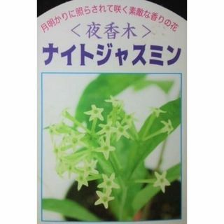 夜香木　ヤコウボク　挿し穂・挿し木用　１本　ジャスミン　香・花　観葉植物(その他)