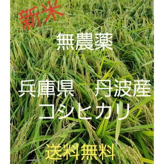令和5年　兵庫県丹波産 農薬、除草剤不使用　新米コシヒカリ20キロ(米/穀物)