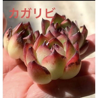 カガリビ❤️エケベリア　多肉植物　寄せ植え　カット苗(その他)