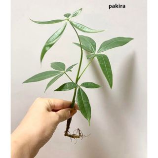 実生パキラ　観葉植物　抜き苗　残り一点(ドライフラワー)