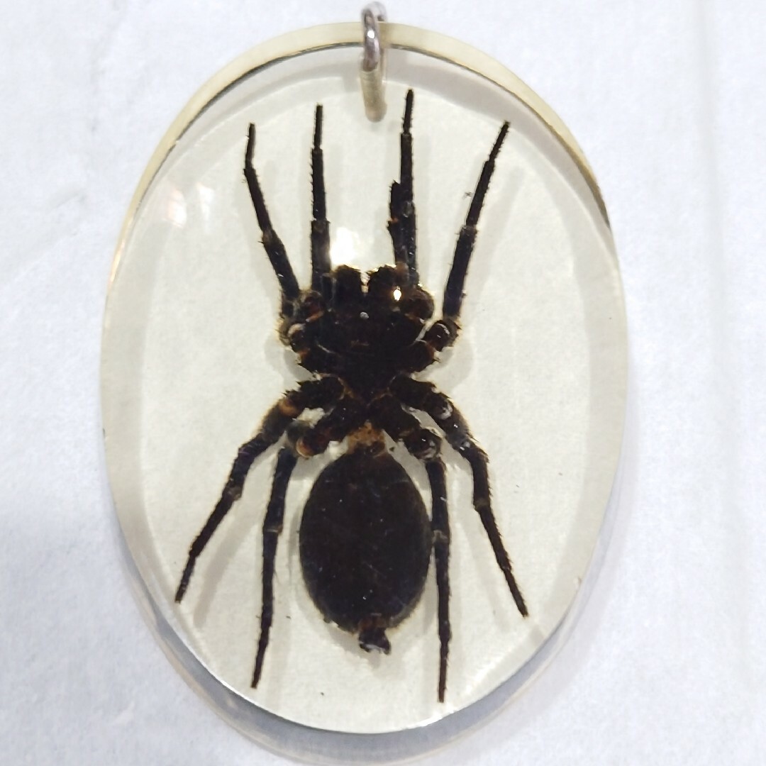 毒蜘蛛スパイダー標本 その他のペット用品(虫類)の商品写真