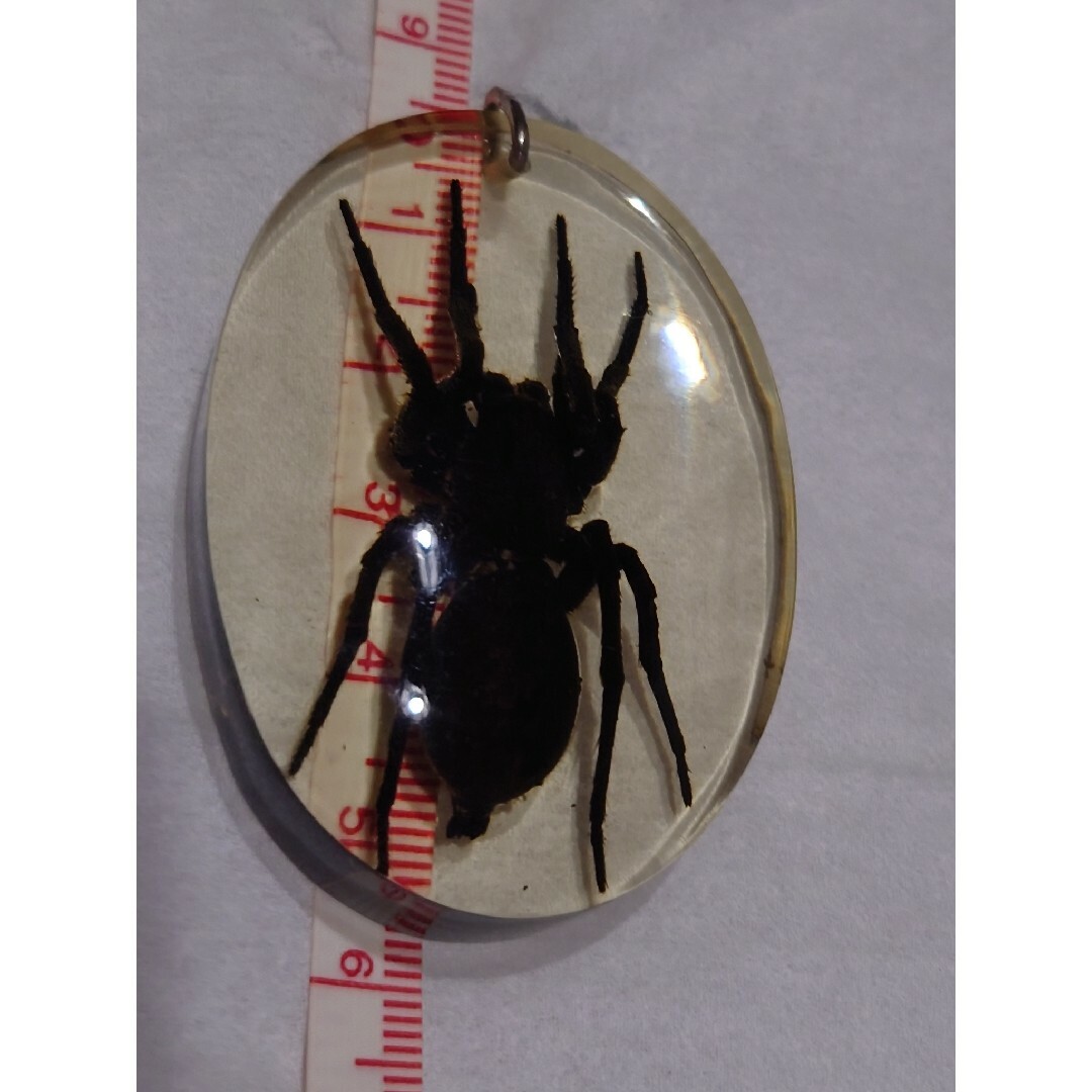 毒蜘蛛スパイダー標本 その他のペット用品(虫類)の商品写真