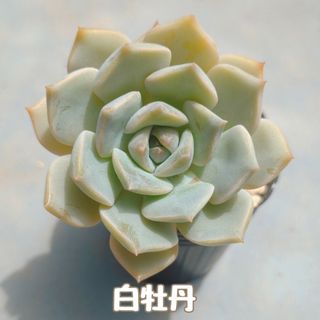 多肉植物　白牡丹　抜き苗(その他)