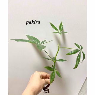 実生パキラ　観葉植物　抜き苗(ドライフラワー)