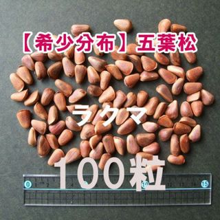 【国内希少分布－五葉松】(朝鮮五葉松) 種 種子 100粒 盆栽 山野草 希少(その他)