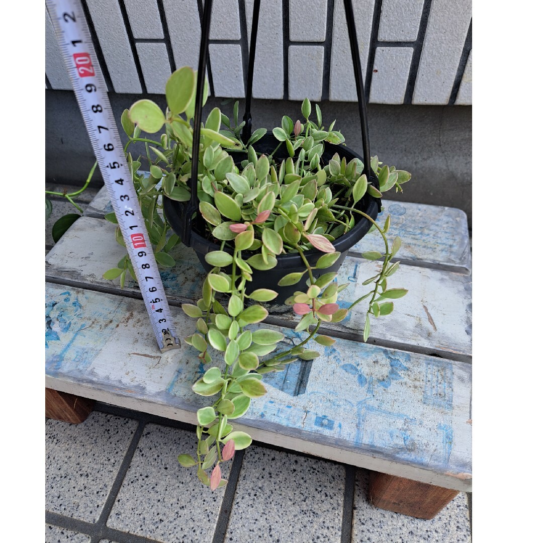 観葉植物 ディスキディア ホワイトダイヤモンド 5号吊り鉢 | フリマアプリ ラクマ