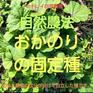 自然農法　おかのりの固定種(野菜)