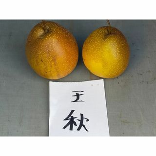 王秋梨 果実重は約 650g で密で果汁が多く果汁糖度は 12% 前後 訳あり(フルーツ)