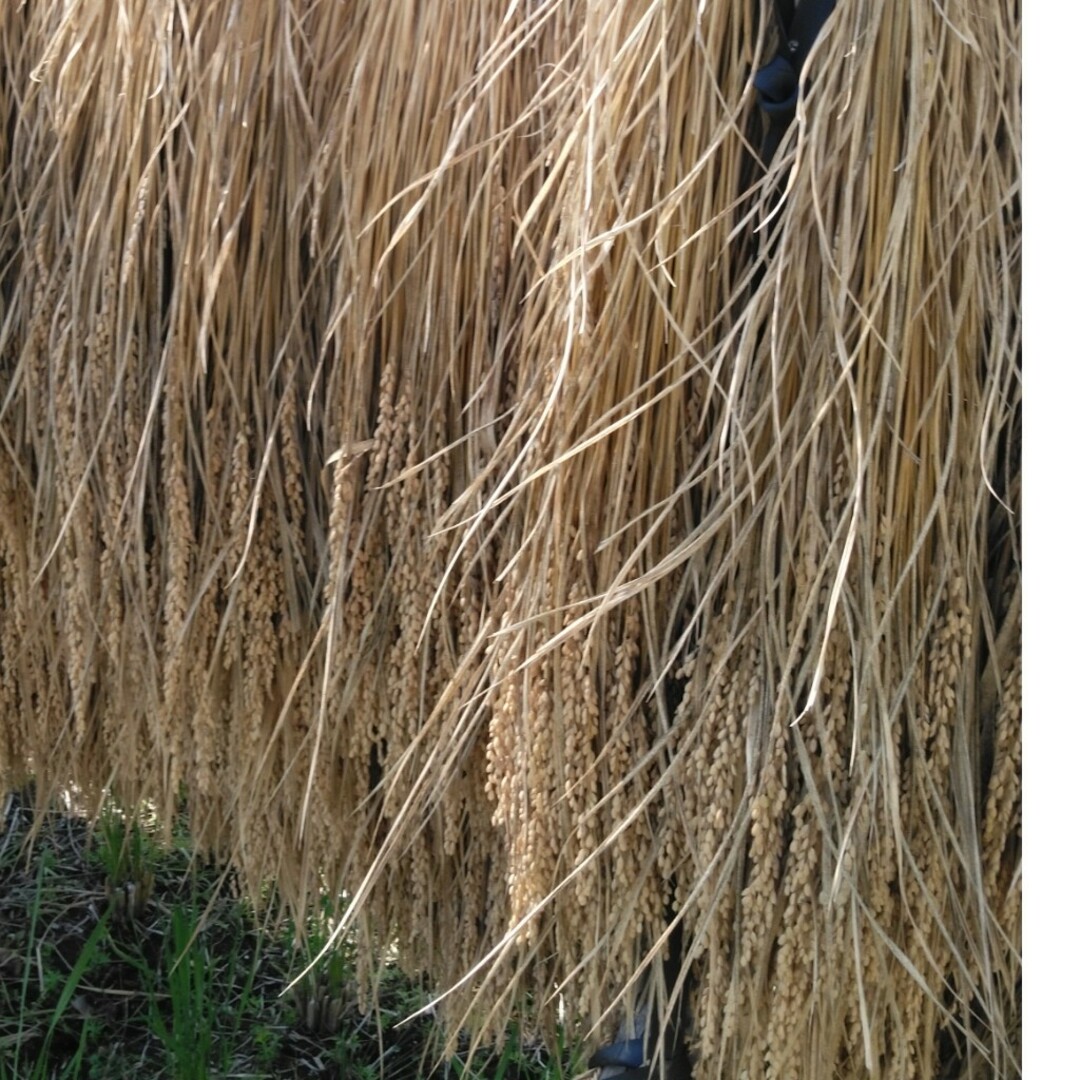 令和5年産栃木県新米ゆうだい21,30キロ無農薬のお米