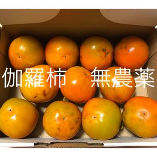 伽羅柿 ご自宅用 約1.1kg 11個(フルーツ)