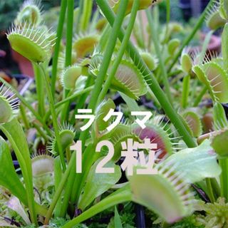 ハエトリソウ 種子 12粒 食虫植物 Dionaea muscipula(その他)