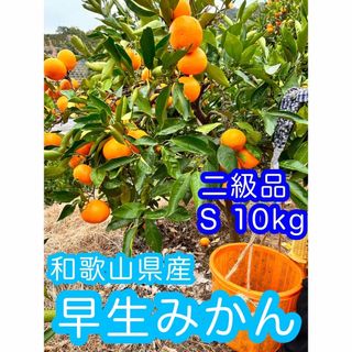 10kg Sサイズ　有田みかん　早生みかん　二級品　優品(フルーツ)