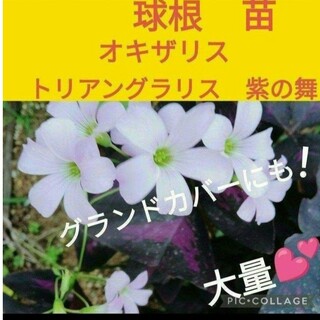 【球根　苗】オキザリストリアングラリス紫の舞(プランター)