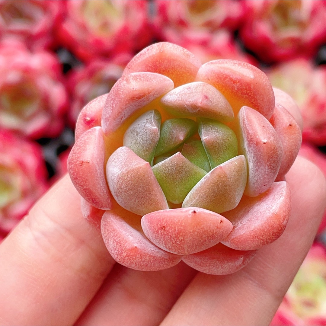 多肉植物　シュガーゼリー　　抜き苗