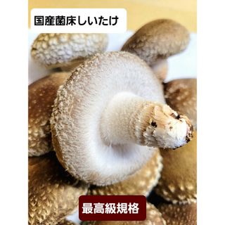 特価❗【国産菌床しいたけ】最高級規格400g(野菜)