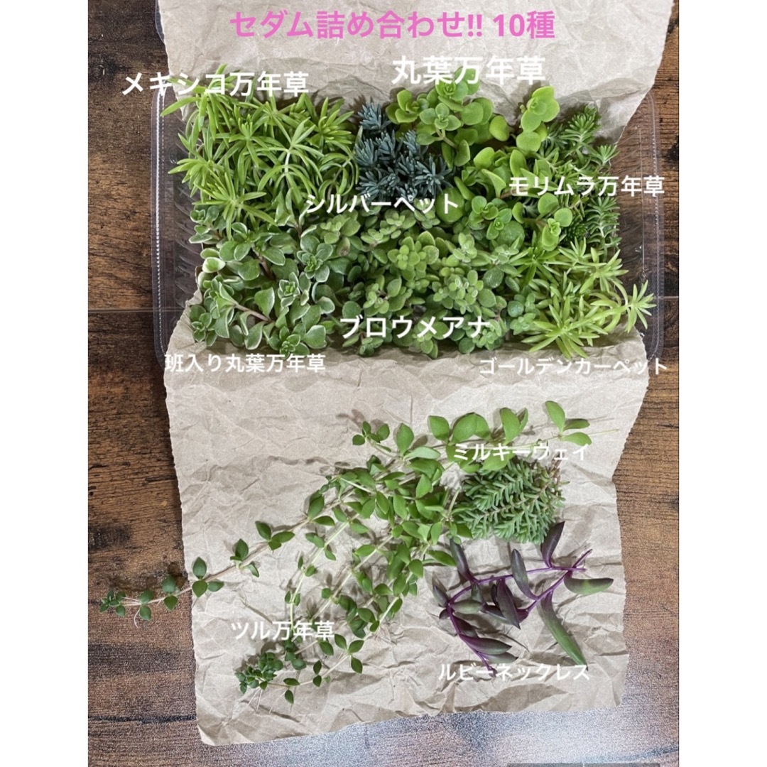 多肉植物　寄せ植え　草系　セダム10種+α 詰め合わせ ハンドメイドのフラワー/ガーデン(その他)の商品写真