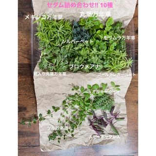 多肉植物　寄せ植え　草系　セダム10種+α 詰め合わせ(その他)