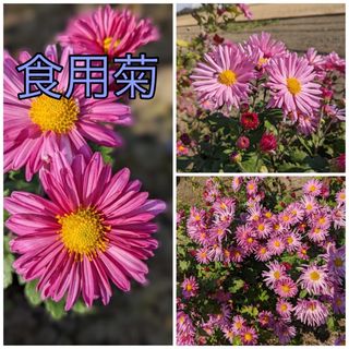 花苗　菊苗　食用菊　２苗　ピンクの可愛い花は観賞用にも最適！(プランター)