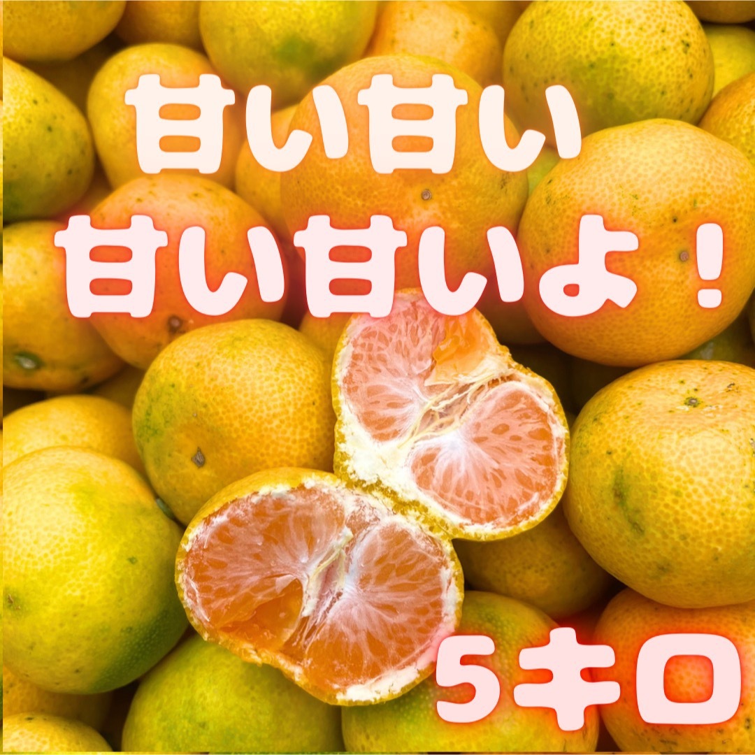 今年累計2500箱販売！　山北みかん 5キロ　09 食品/飲料/酒の食品(フルーツ)の商品写真