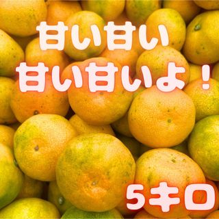 今年累計2500箱販売！　山北みかん 5キロ　41