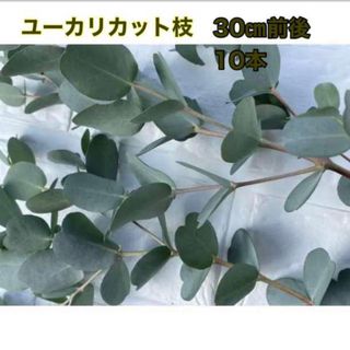 ユーカリ カット苗 カット枝 10本 フレッシュ 多肉植物②  リース 花材(その他)