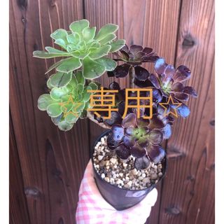 多肉植物　⭐︎専用⭐︎ アエオニウム　2色枝　黒法師②と黒法師群生　抜き苗(その他)