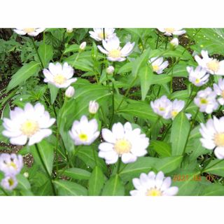 薄桃色の花の咲く都忘れの地植え苗  ２株(その他)