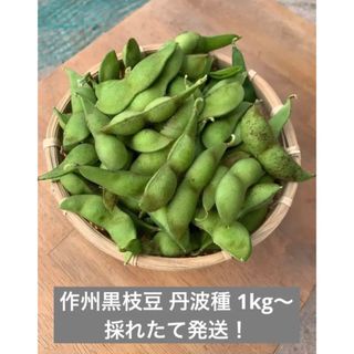 作州黒枝豆 丹波種 2kg(野菜)