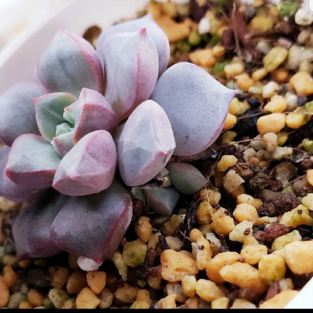 多肉植物 サファイア 抜き苗 の通販 by WHO shop|ラクマ 多肉植物 サファイア 抜き苗 の通販 by WHO shop|ラクマ