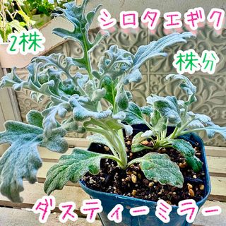 シロタエギ　2苗　シルバーリーフ　株分け　白妙菊　3.5号Pot(その他)