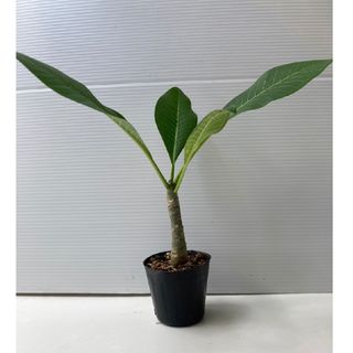 〈観葉植物〉沖縄から！プルメリアの鉢植え(送料込み)(その他)