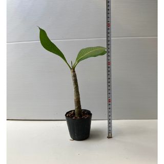 〈観葉植物〉沖縄から！プルメリアの鉢植え(送料込み)(その他)