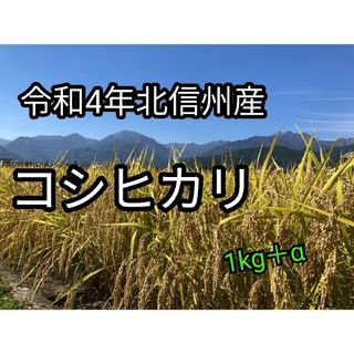 令和4年長野産コシヒカリ1kg　ゆうパケットポスト(米/穀物)