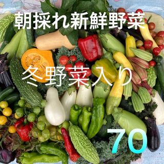 採れたて新鮮野菜詰め合わせ　70サイズ(野菜)