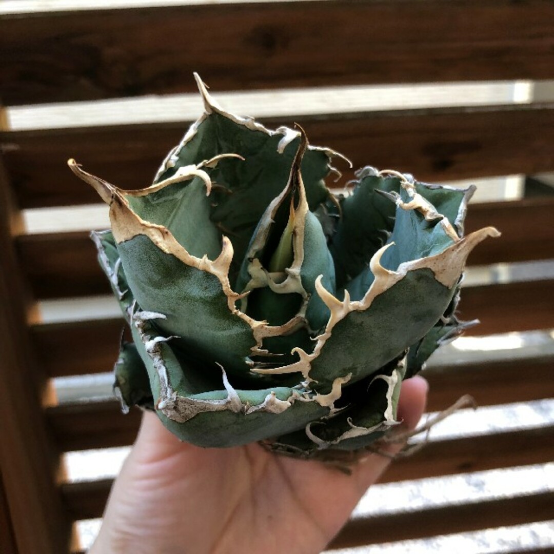 アガベ  多肉植物 チタノタ 白い幽霊  包葉極上美株 S13034