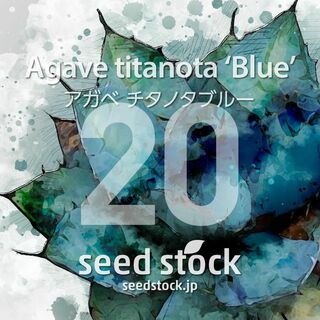 アガベの種 Agave titanota 'Blue' 20粒(その他)