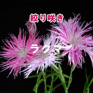 絞り咲き カワラナデシコ 種子 15粒 山野草(その他)