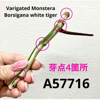 A57716／斑入りモンステラ ホワイトタイガー 茎(その他)